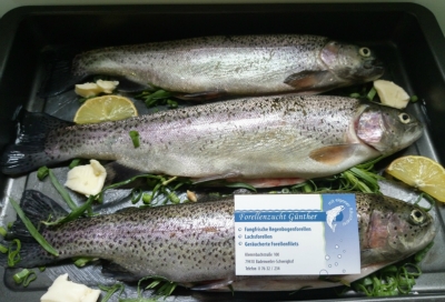 Die edle Regenbogen Forelle